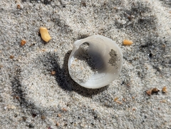 Divalinga quadrisulcata