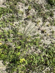 Saccharum spontaneum