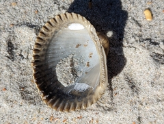 Lunarca ovalis