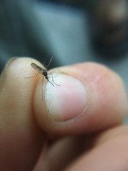 Aedes trivittatus