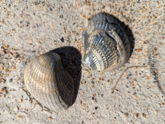 Noetia ponderosa