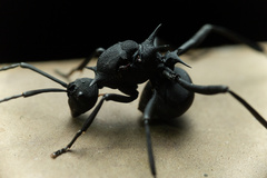 Polyrhachis armata