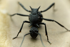 Polyrhachis armata