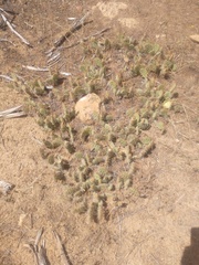 Opuntia fragilis