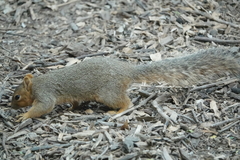 Sciurus niger limitis