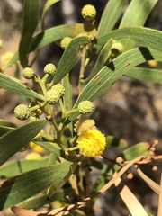 Acacia