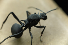 Polyrhachis armata