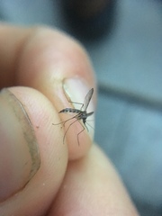 Aedes trivittatus
