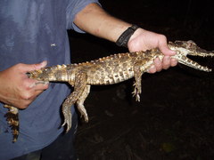 Paleosuchus trigonatus