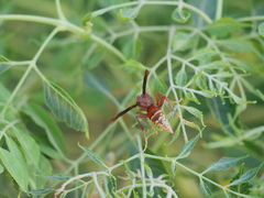Polistes cavapyta