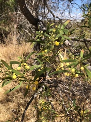 Acacia