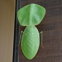 Choeradodis rhombicollis