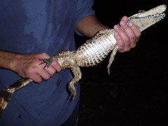 Paleosuchus trigonatus