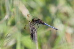 Erythrodiplax atroterminata
