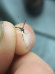 Aedes trivittatus