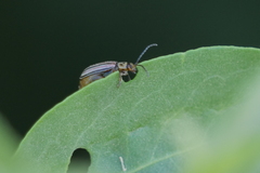 Disonycha bicarinata