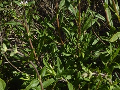 Salvia mellifera