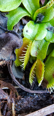 Dionaea muscipula