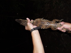 Paleosuchus trigonatus