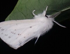 Spilosoma congrua