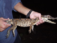 Paleosuchus trigonatus