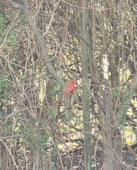 Cardinalis cardinalis