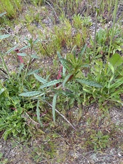 Eulobus californicus