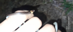 Enulius flavitorques