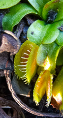 Dionaea muscipula