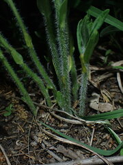 Asclepias tuberosa