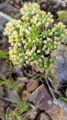 Lomatium dasycarpum