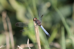 Erythrodiplax atroterminata
