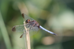 Erythrodiplax atroterminata