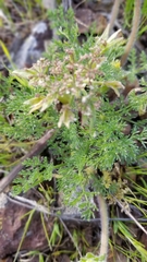 Lomatium dasycarpum