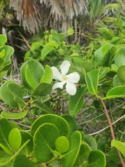 Echites umbellatus