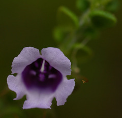 Prostanthera rhombea
