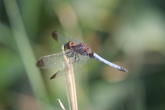 Erythrodiplax atroterminata