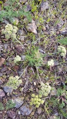 Lomatium dasycarpum