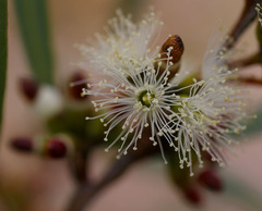 Eucalyptus bakeri