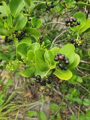 Echites umbellatus
