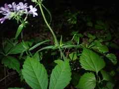 Phlox pilosa