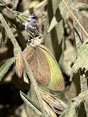 Eurema daira