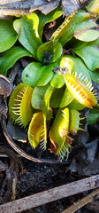 Dionaea muscipula