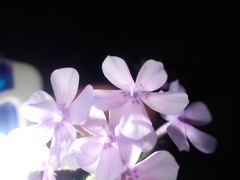 Phlox pilosa