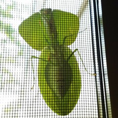 Choeradodis rhombicollis