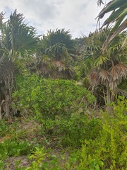 Echites umbellatus