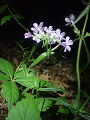 Phlox pilosa