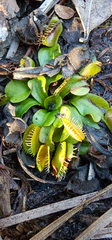 Dionaea muscipula