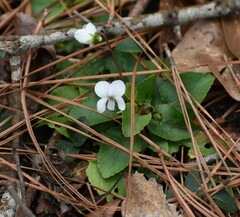 Viola primulifolia