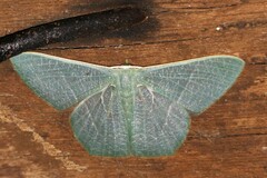 Pelagodes antiquadraria